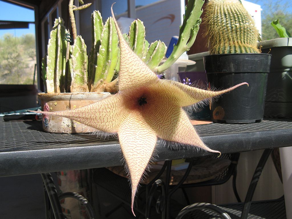 http://capnbob.us/blog/wp-content/uploads/2012/07/stapelia-gigantea.jpg