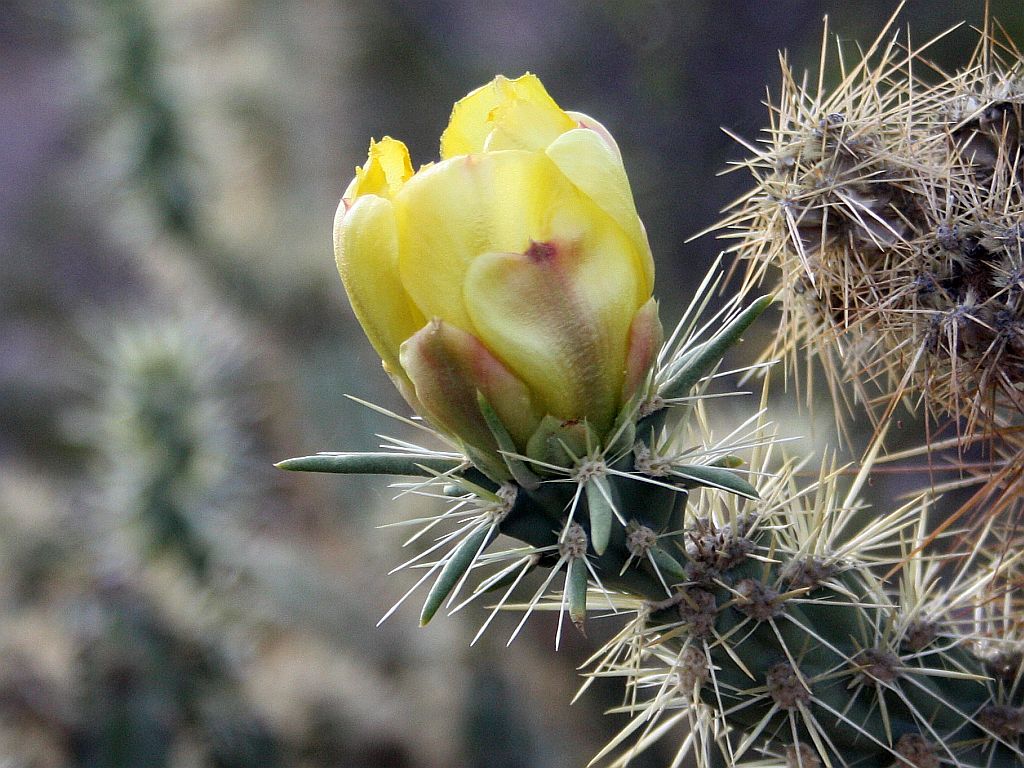 A Very Late Cholla Flower