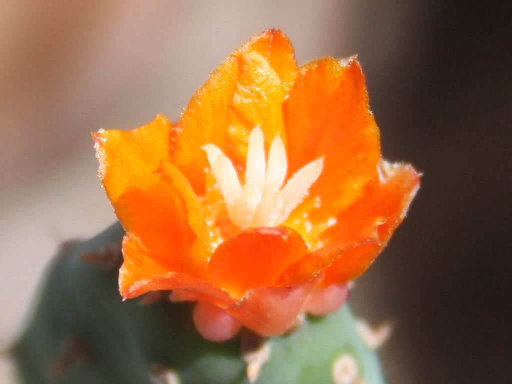 Little Orange Cactus Flower