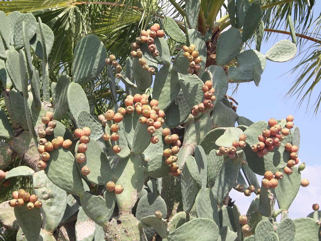 http://capnbob.us/blog/wp-content/uploads/2012/08/prickly-pears.jpg