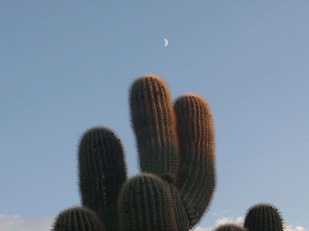 Saguaro Moon