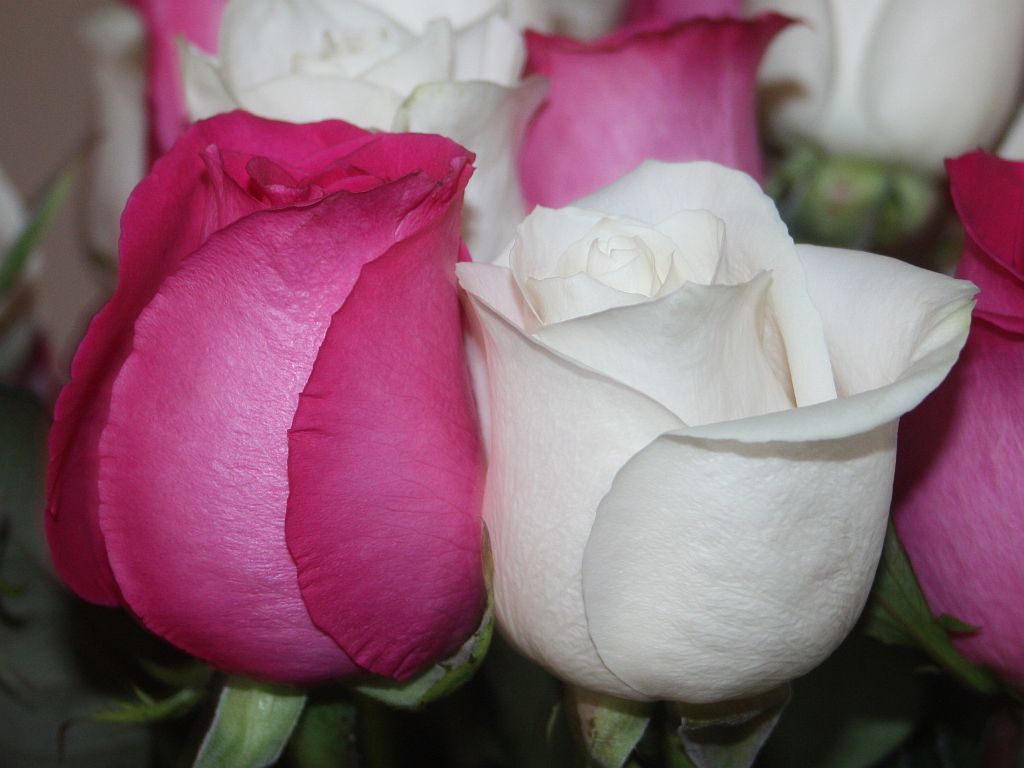 Topaz and Vendela Roses