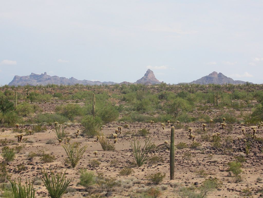 Arizona Outback