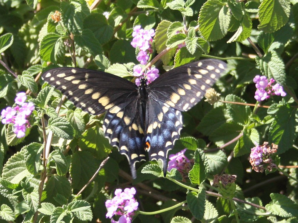 http://capnbob.us/blog/wp-content/uploads/2012/09/butterfly-on-lantana.jpg