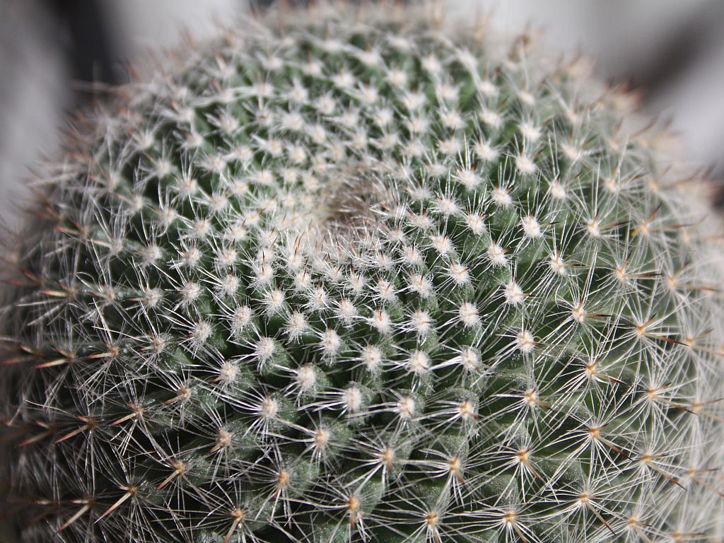 fibonacci-cactus.jpg