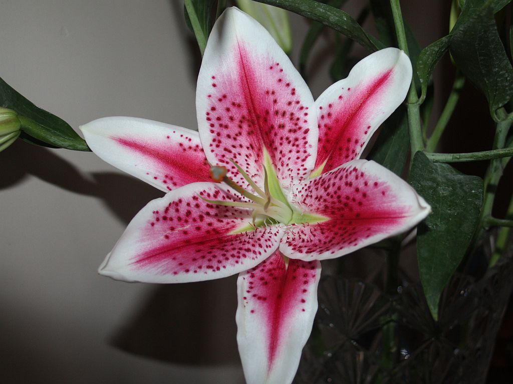 Stargazer Asian Lily