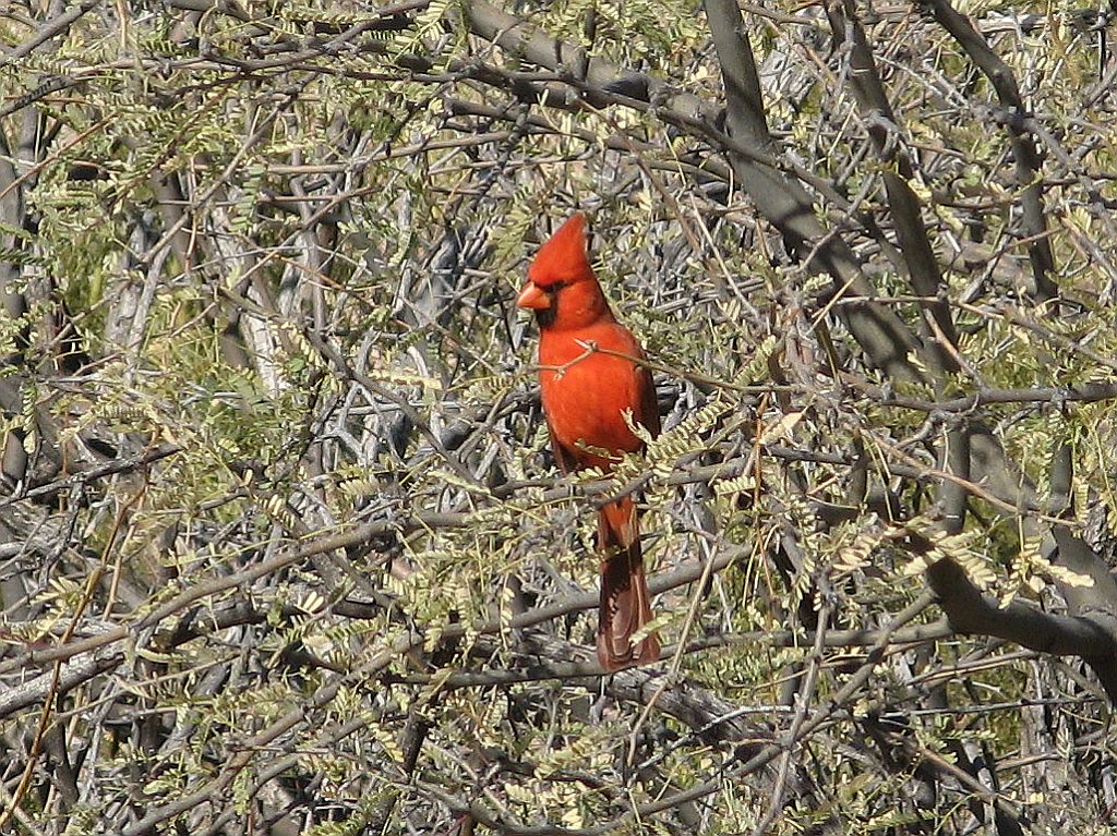 Arizona Cardinal