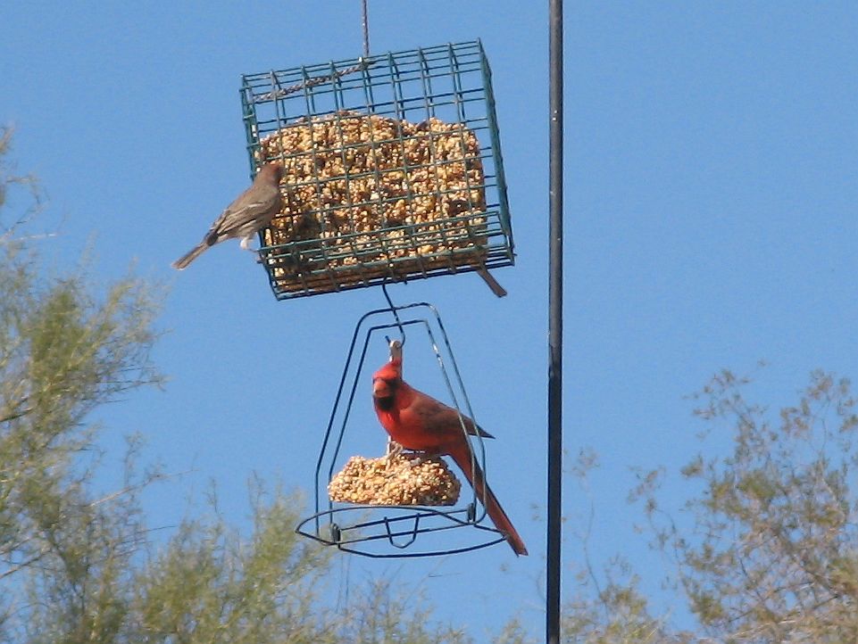 http://capnbob.us/blog/wp-content/uploads/2012/10/birds-on-the-feeder.jpg