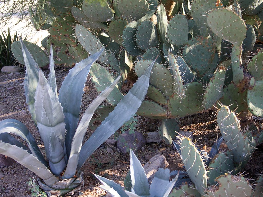 Community Cactus Garden