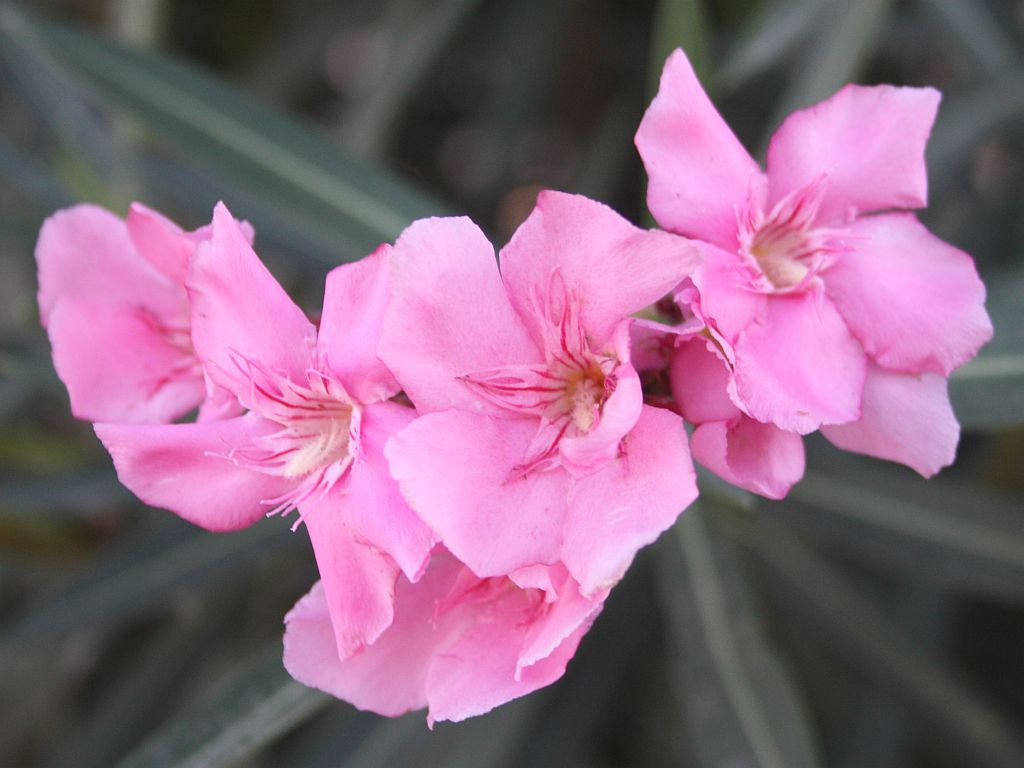 http://capnbob.us/blog/wp-content/uploads/2012/10/pink-oleanders.jpg