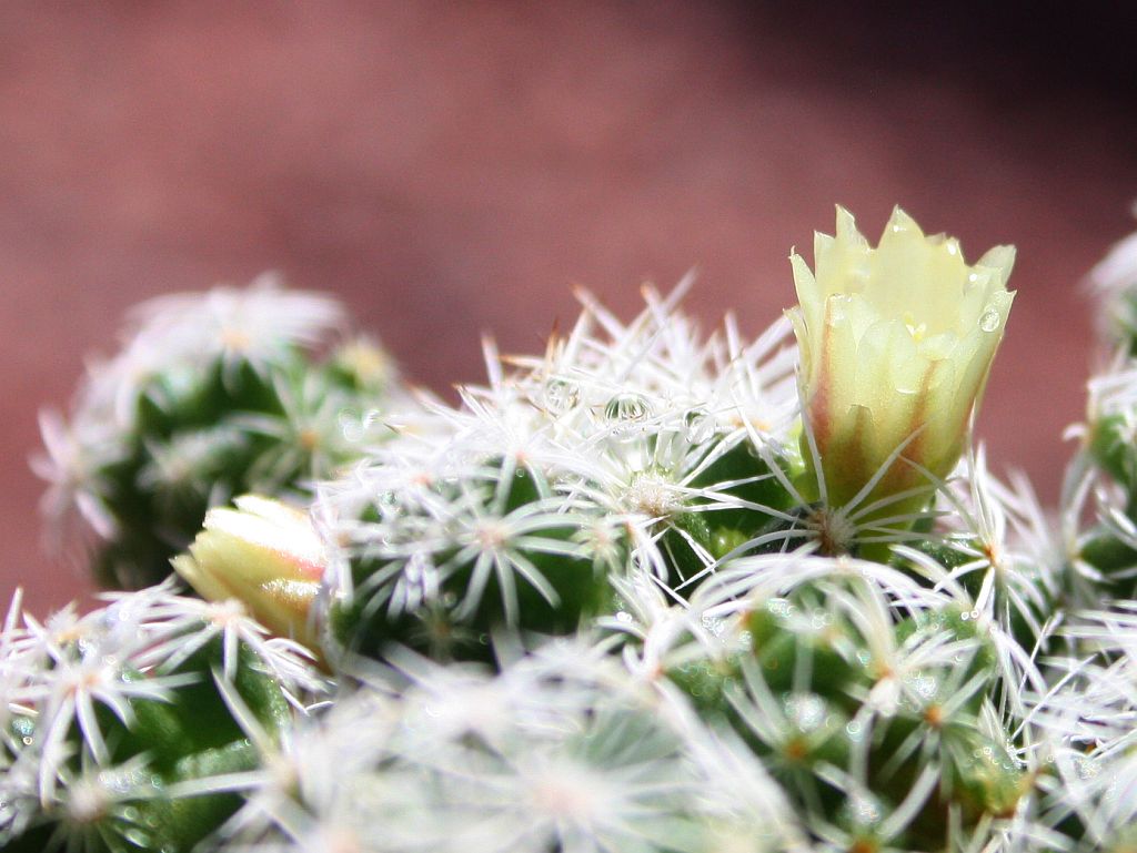 Thimble Cactus Flowers