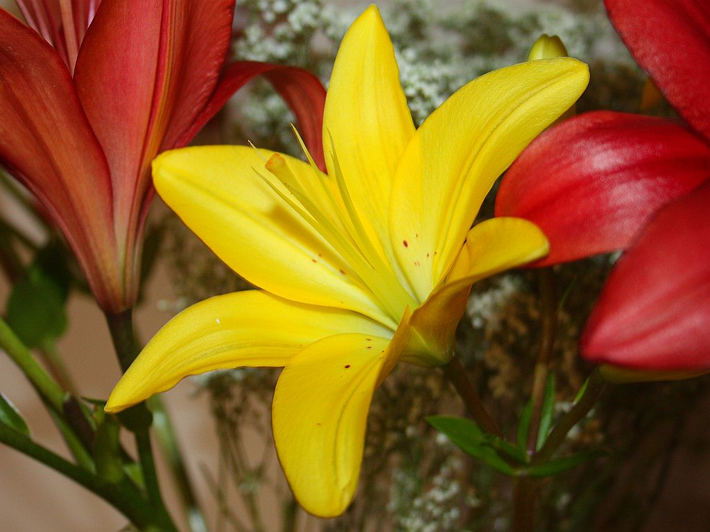 http://capnbob.us/blog/wp-content/uploads/2012/11/asiatic-lilies-pretty.jpg