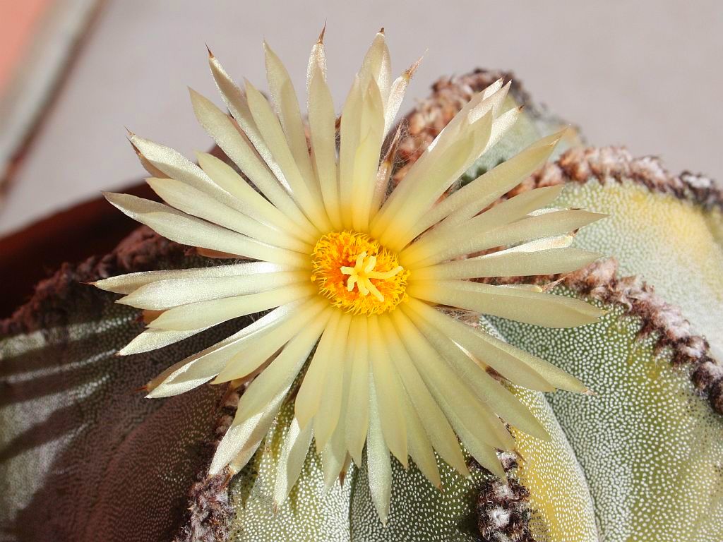 Bishop’s Cap Flower