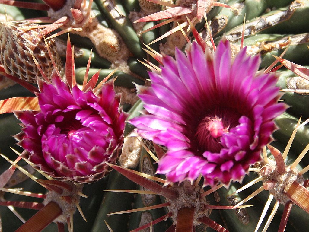 Devil’s Tongue Cactus Flowers