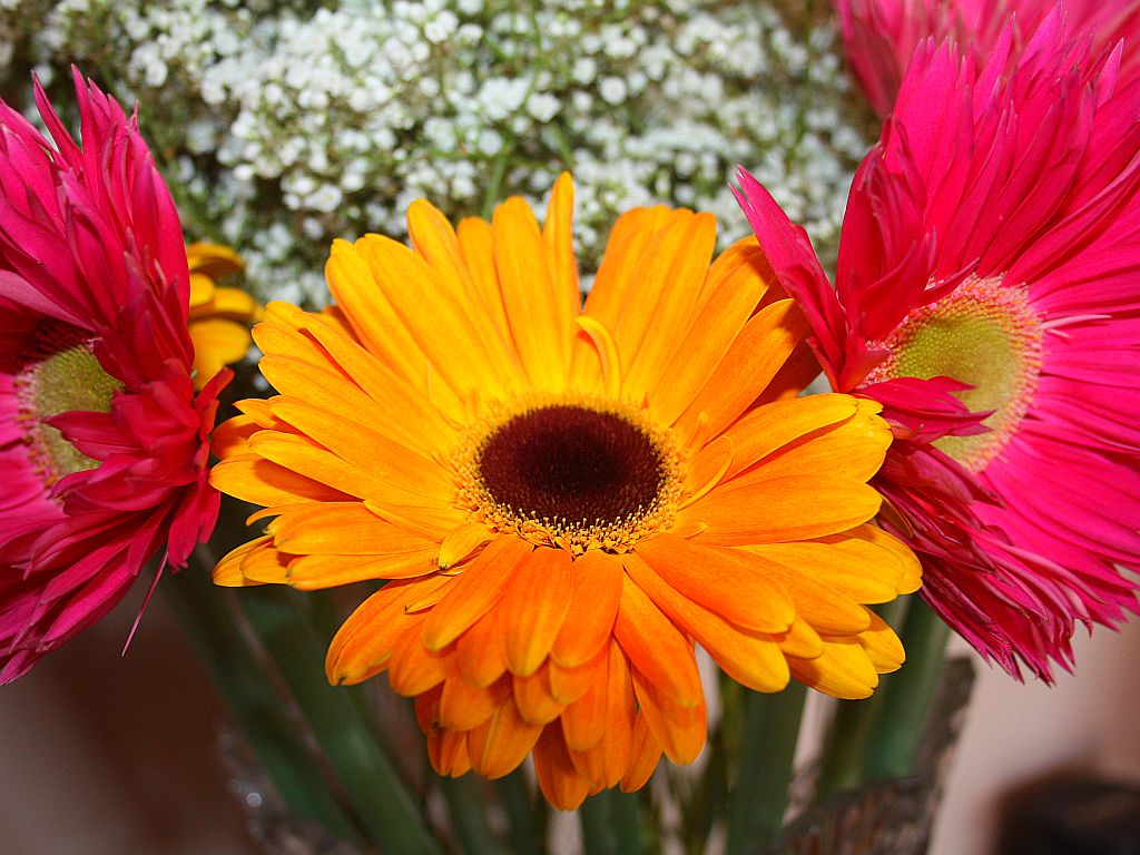 Gerbera Daisies