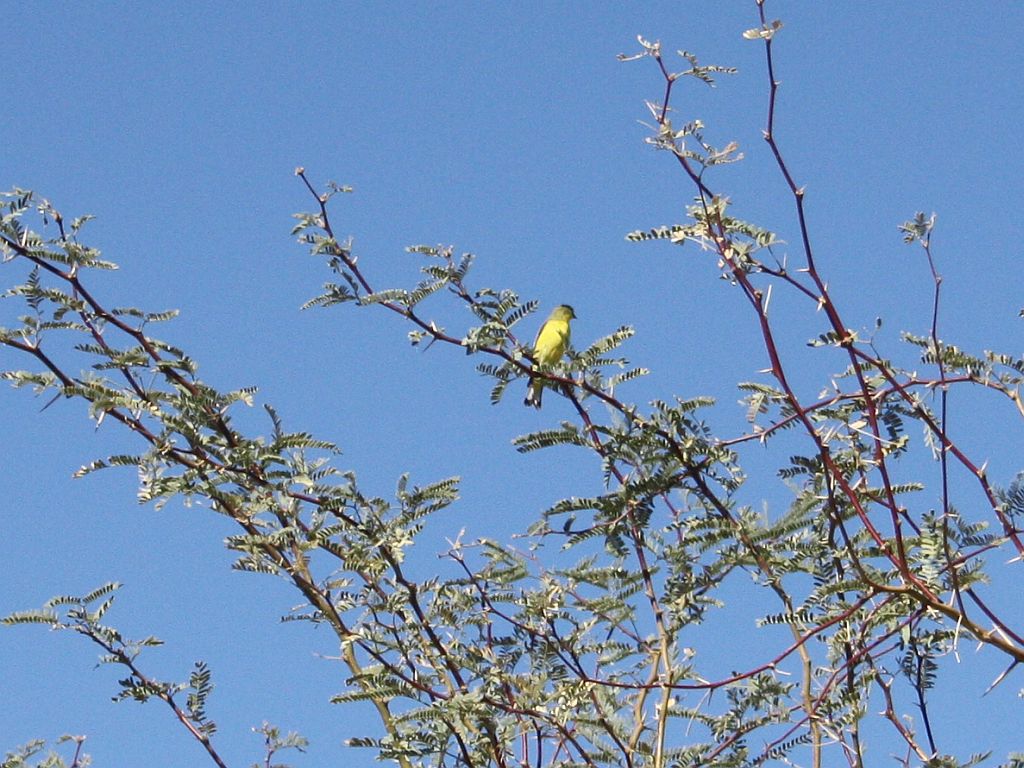 Goldfinch in a Mesquite Tree
