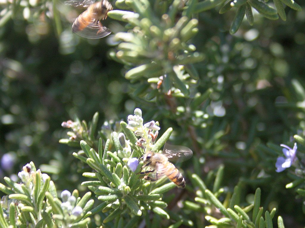 http://capnbob.us/blog/wp-content/uploads/2012/11/rosemary-bees.jpg