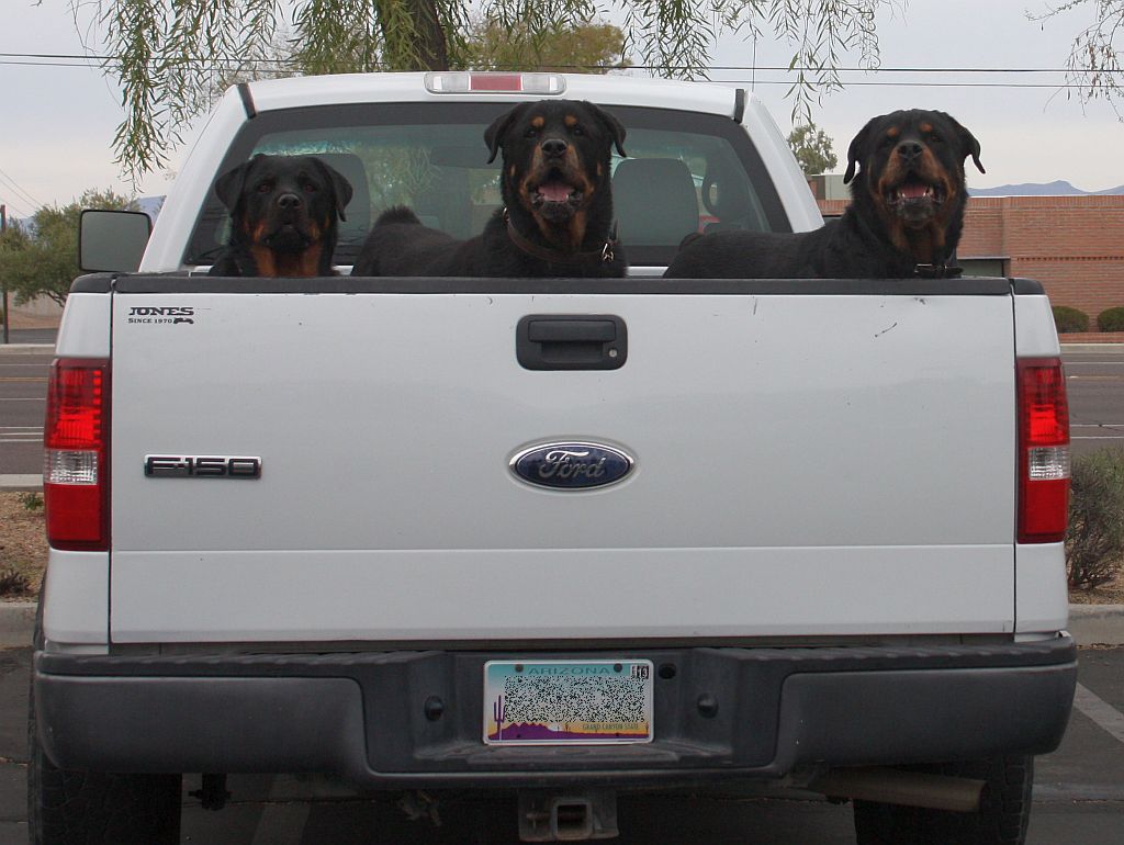 Rottweiler Vehicle Protection System