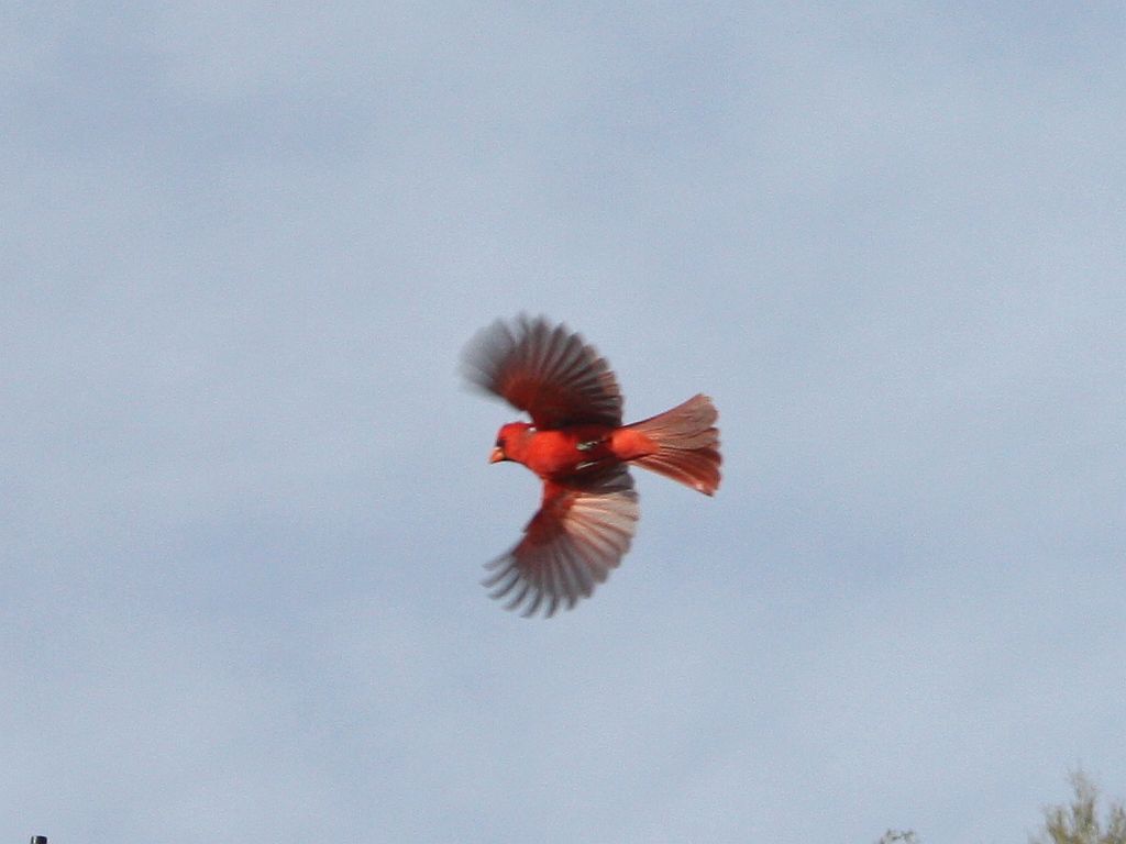 Cardinal in Flight