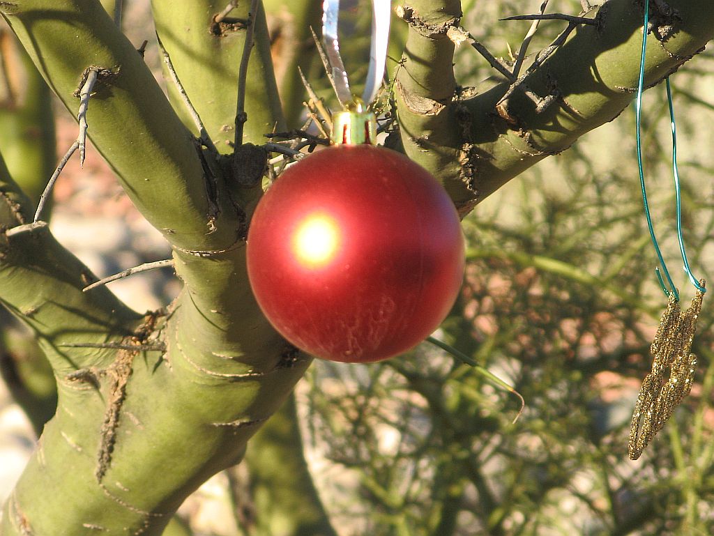 Christmas Palo Verde