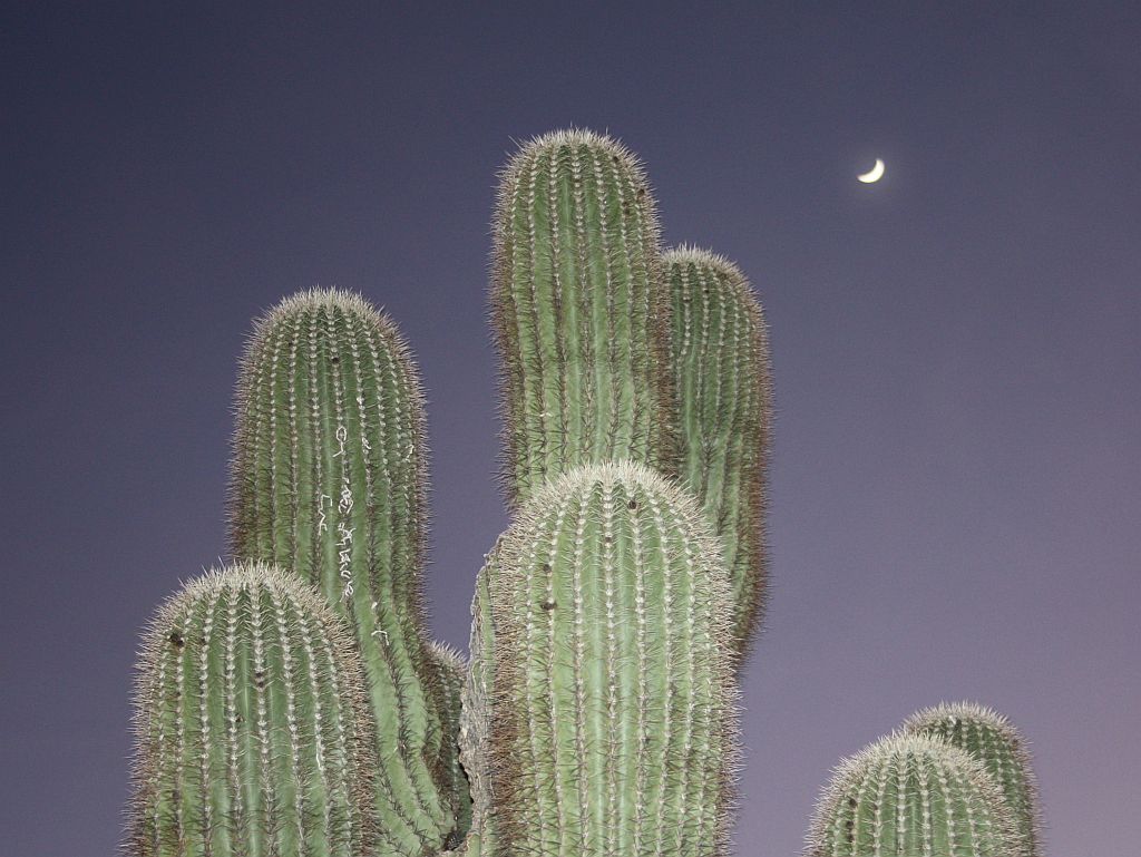 Saguaro Moon