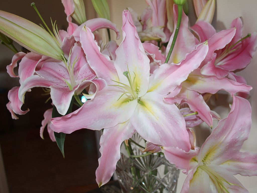 http://capnbob.us/blog/wp-content/uploads/2013/01/huge-pink-lilies.jpg
