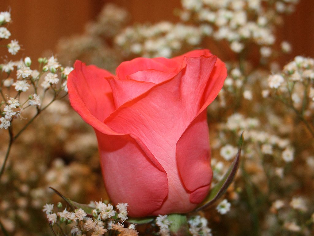 A Marjan Rose