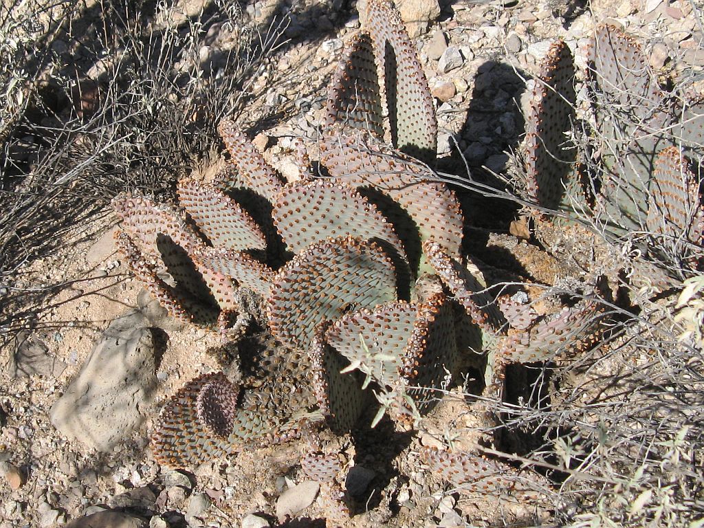 Native Beavertail Cactus