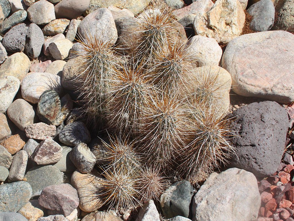http://capnbob.us/blog/wp-content/uploads/2013/02/hedgehog-cactus.jpg