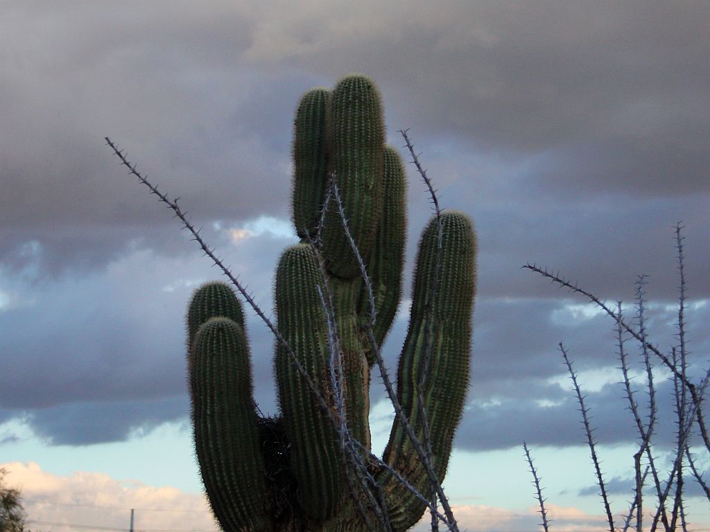 Ocotillo and Saguaro