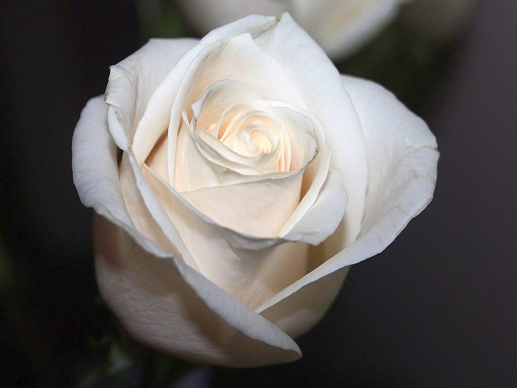 A Vendela Rose