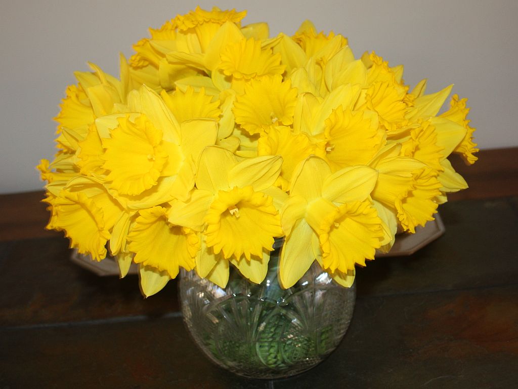 http://capnbob.us/blog/wp-content/uploads/2013/03/daffodil-bowl.jpg
