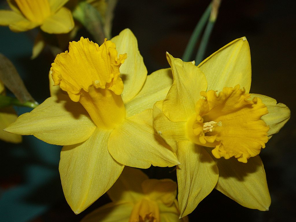 http://capnbob.us/blog/wp-content/uploads/2013/03/daffodils.jpg