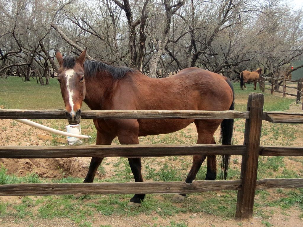 http://capnbob.us/blog/wp-content/uploads/2013/03/horse-at-the-ranch.jpg