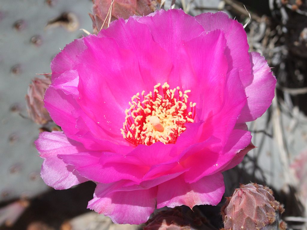 Hot Pink Beavertail Cactus Flower