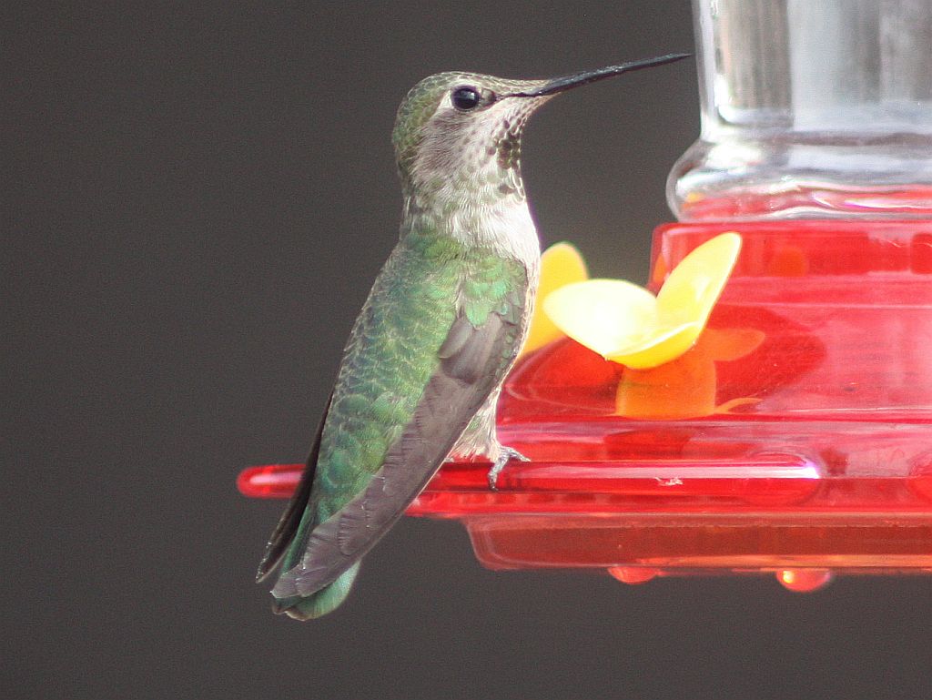 http://capnbob.us/blog/wp-content/uploads/2013/03/hummingbird-feeder.jpg