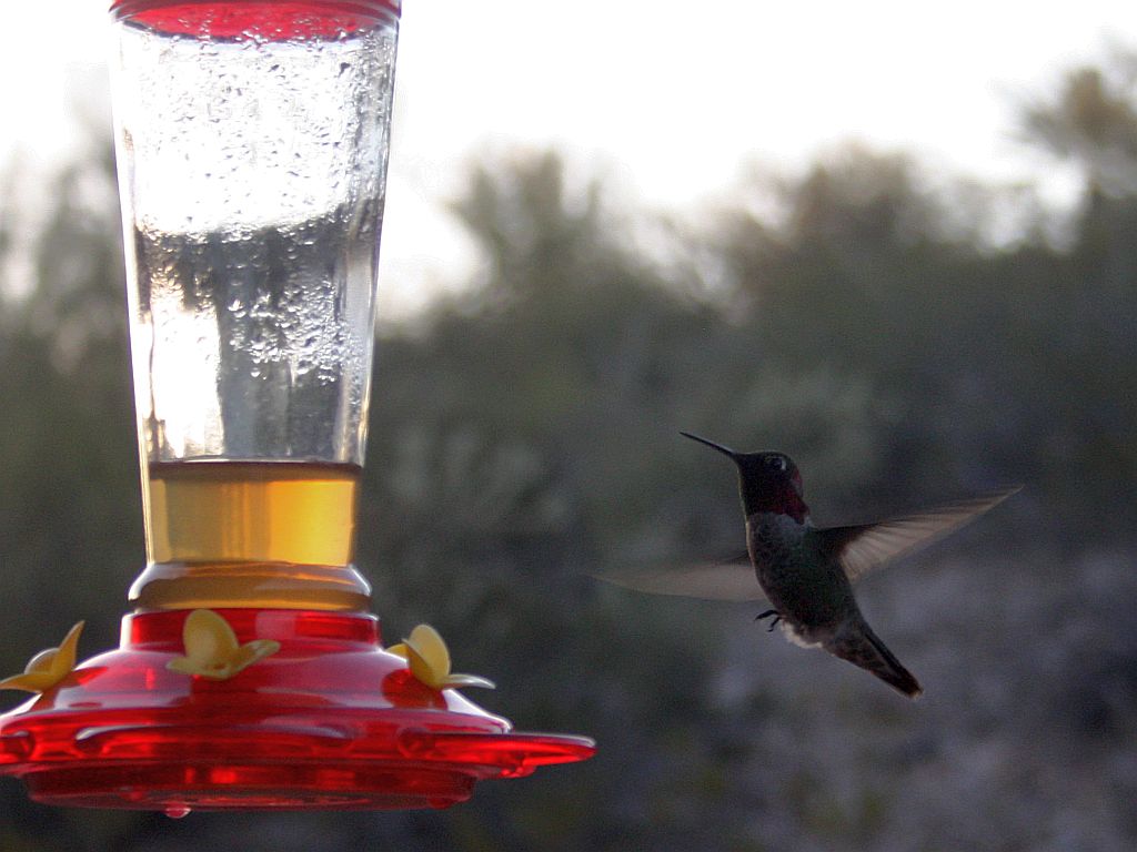 Hummingbird Happy Hour
