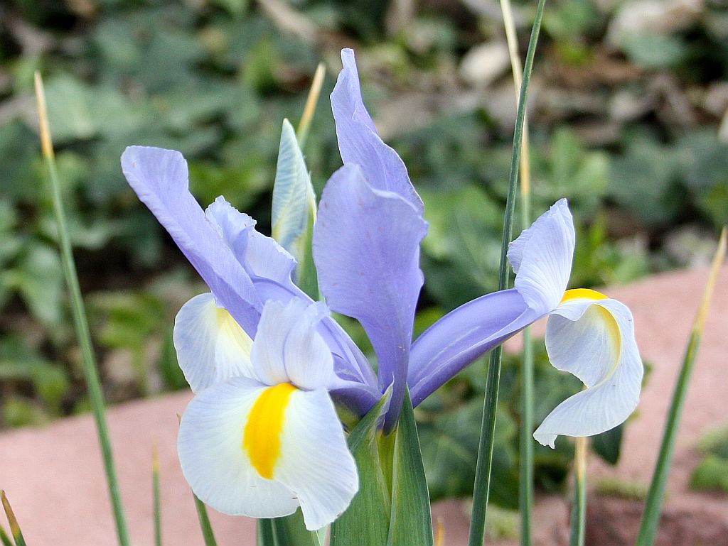 A Pretty Spring Iris