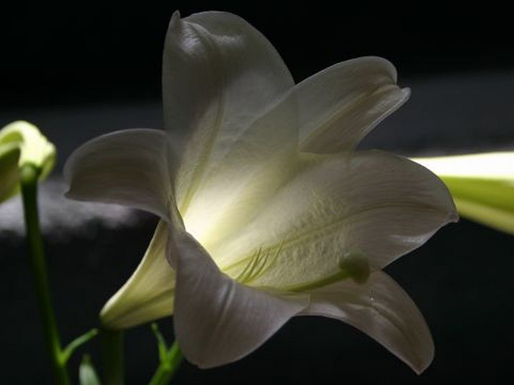 Easter Lily Glow