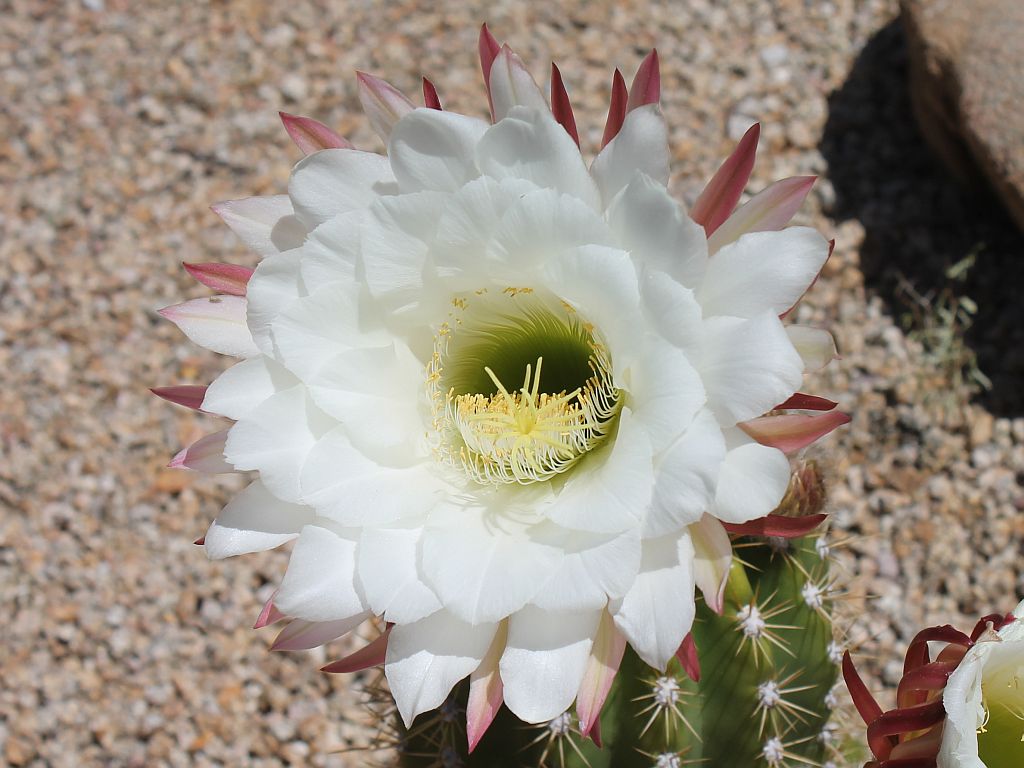 Argentine Giant Cactus Flower