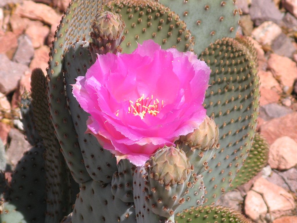 First Beavertail Cactus Flower