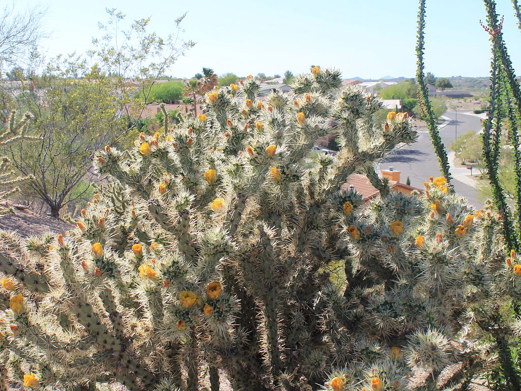 Flowering Cholla Cactus