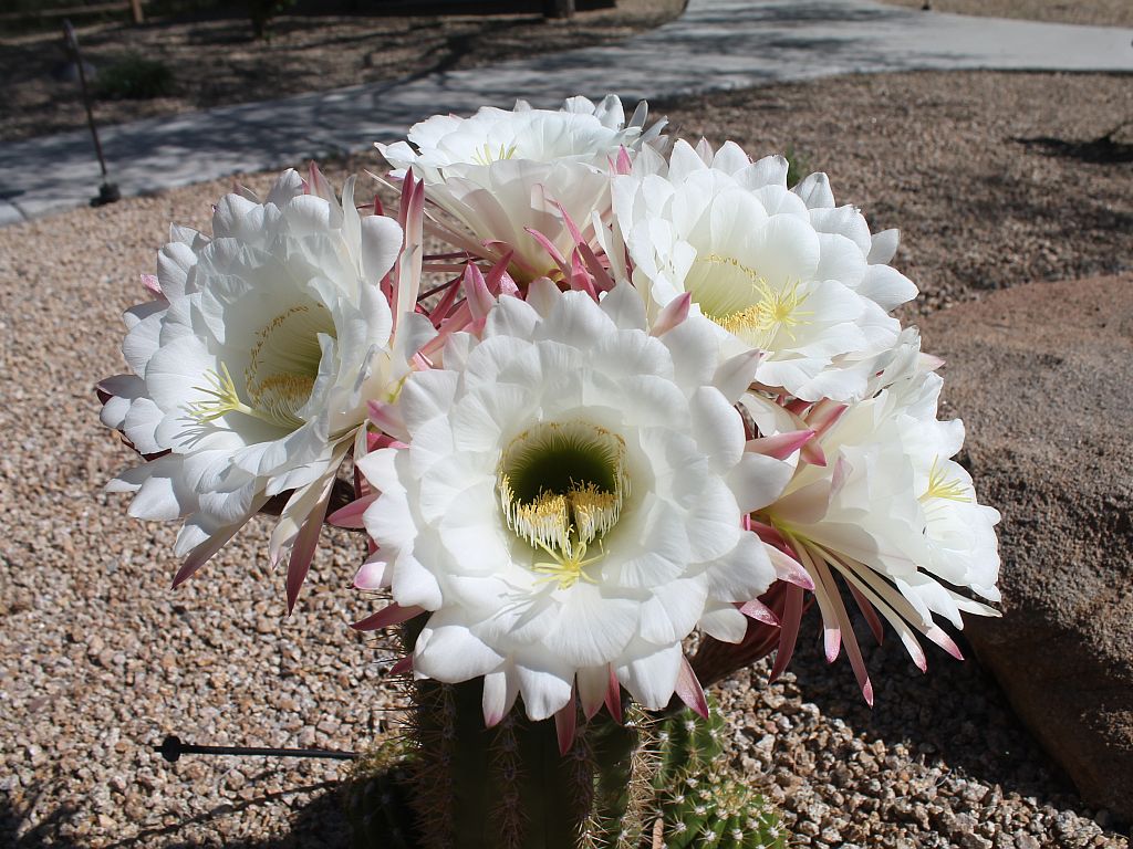 http://capnbob.us/blog/wp-content/uploads/2013/04/happy-giant-cactus.jpg