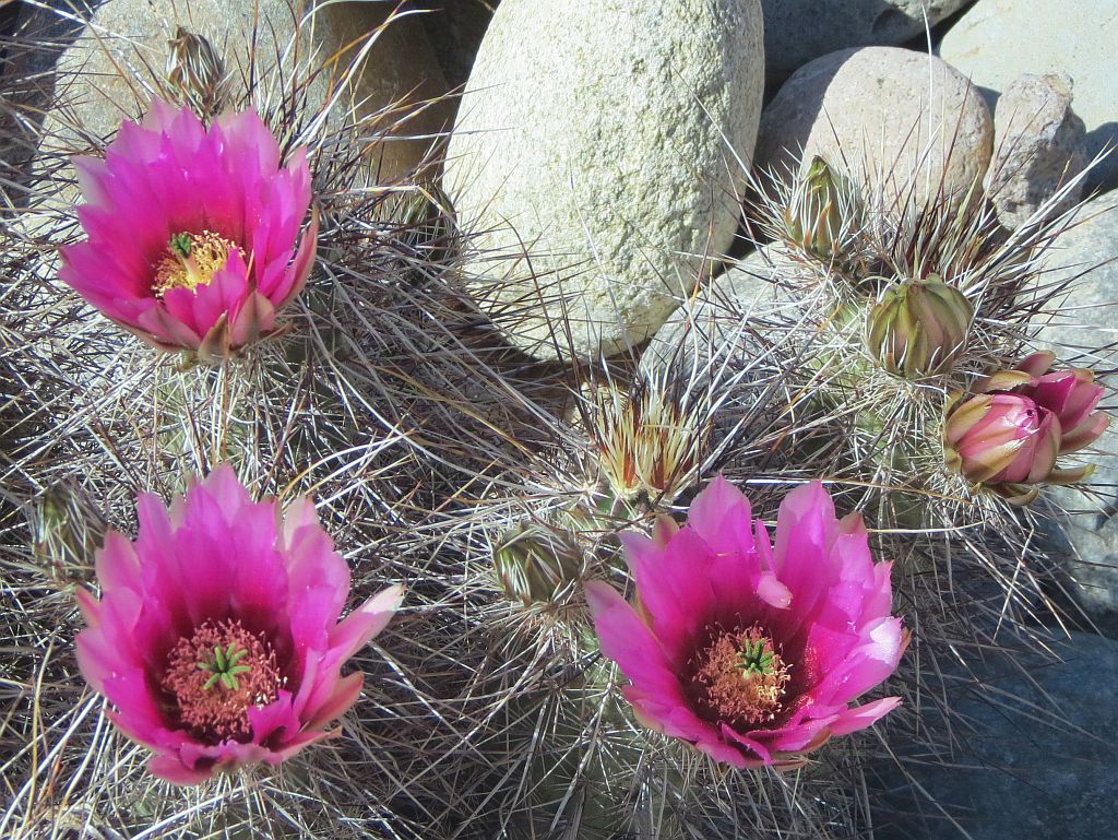 Hedgehog Flowers