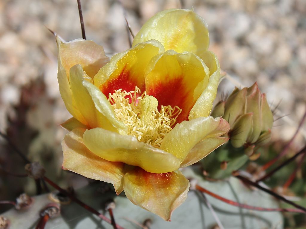 Red and Yellow Cactus Flower