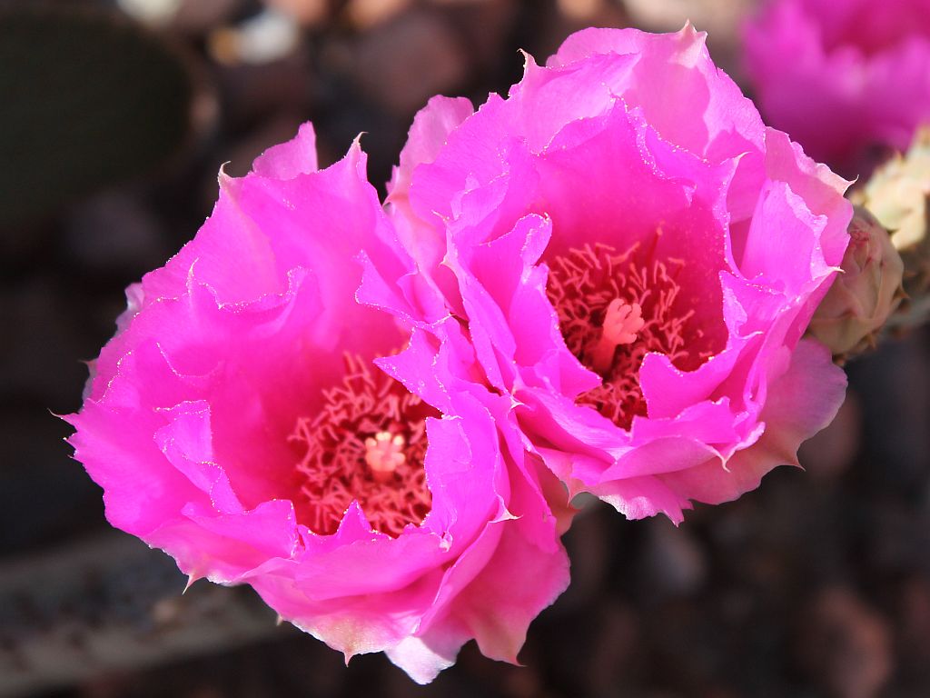 Twin Beavertail Cactus Flowers