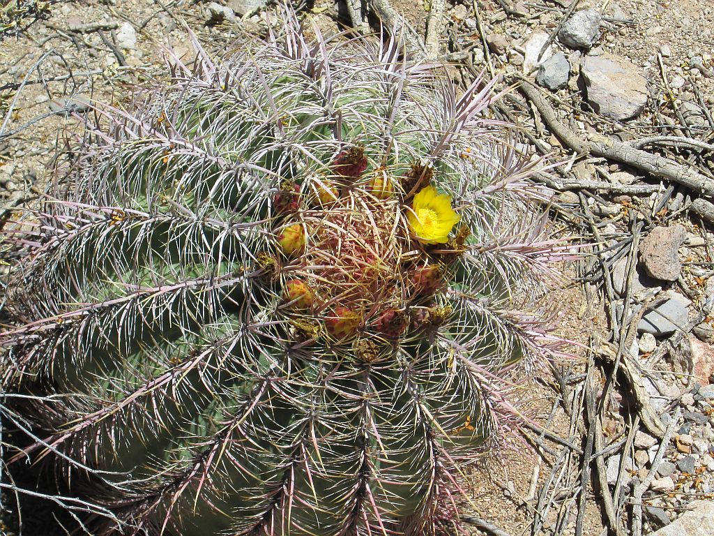 http://capnbob.us/blog/wp-content/uploads/2013/05/compass-cactus.jpg