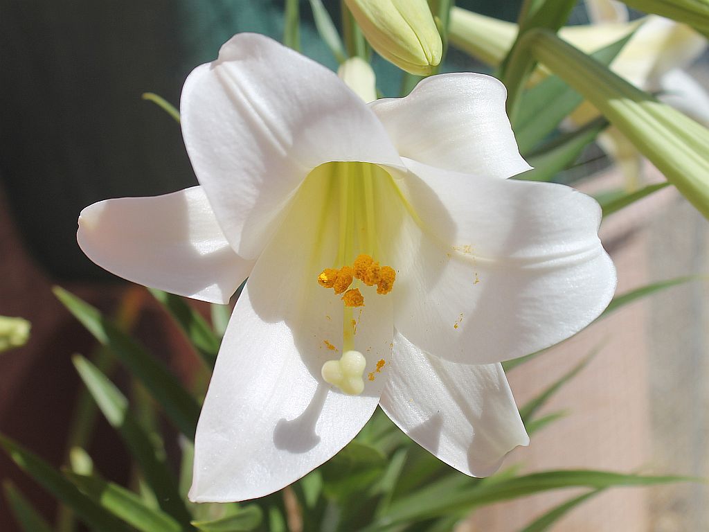 Homegrown Easter Lily