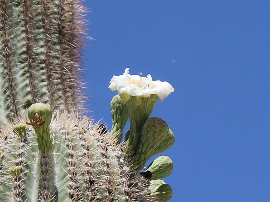 My First Saguaro Flower