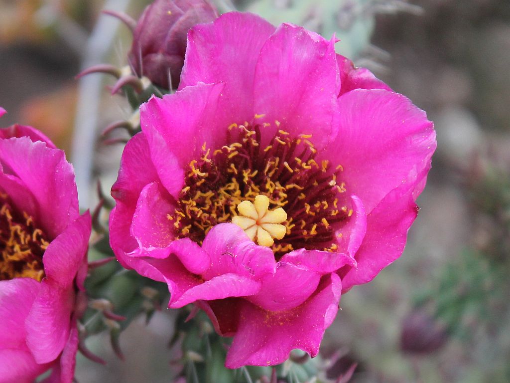 Pink Cholla